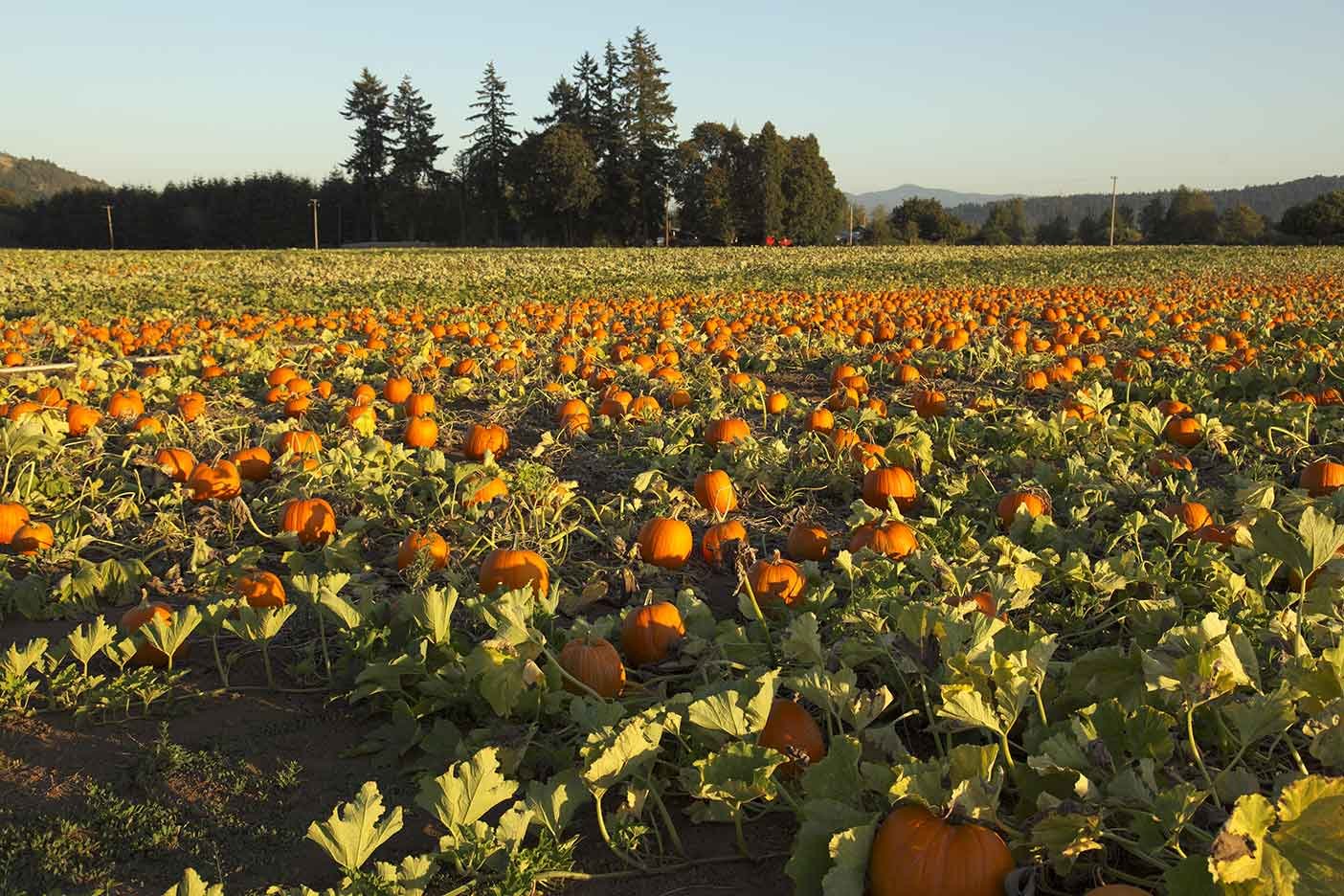 Washington-pumpkin-patch