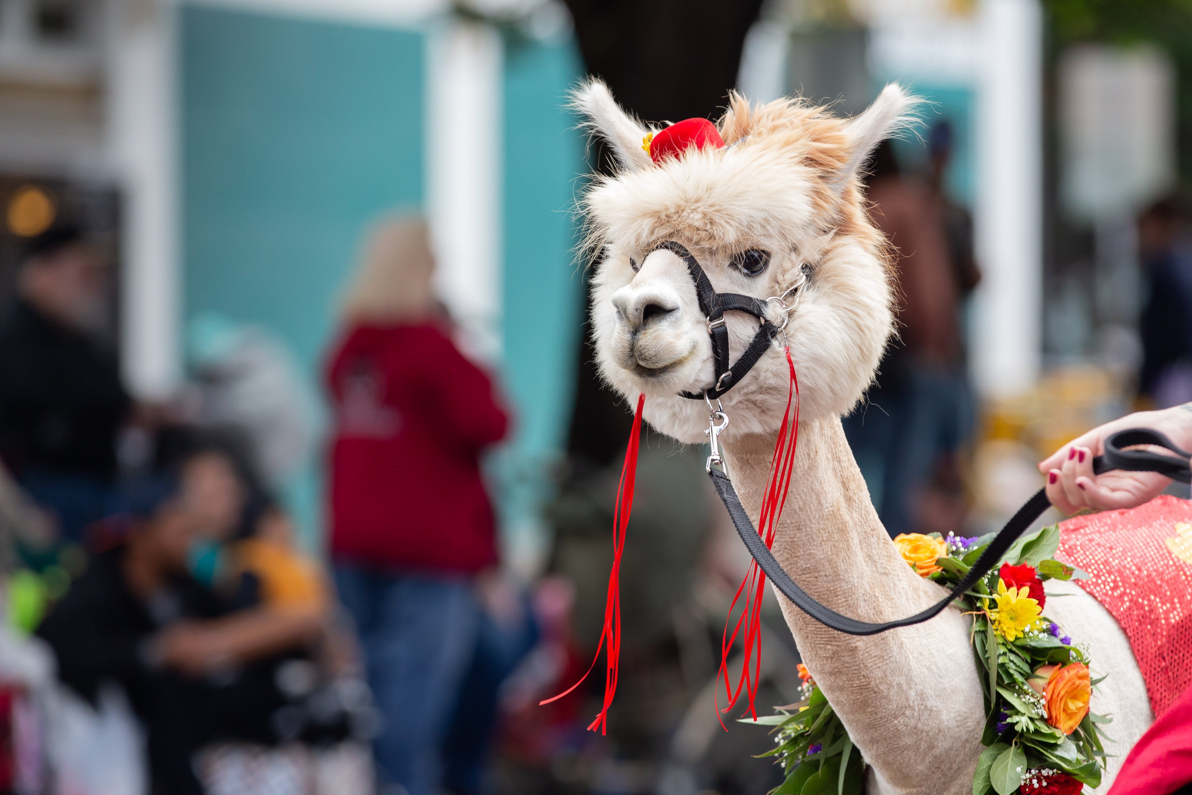 shutterstock_1179333784